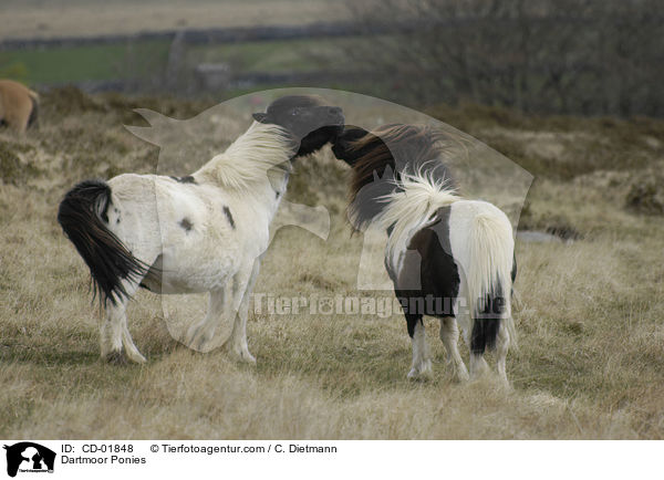 Dartmoor Ponies / CD-01848
