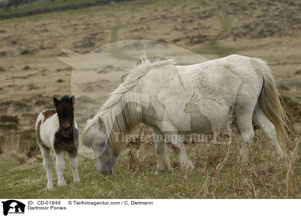 Dartmoor Ponies / CD-01849