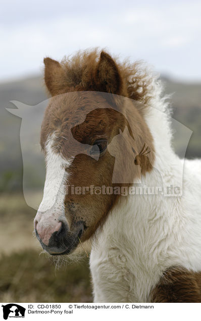 Dartmoor-Pony foal / CD-01850