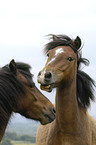 Dartmoor Ponies