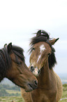 Dartmoor Ponies