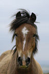 Dartmoor Pony Portrait