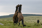 Dartmoor Ponies