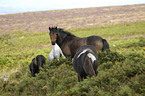 Dartmoor Hill Ponies