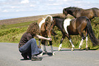 woman with Dartmoor Hill Ponies