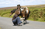 woman with Dartmoor Hill Ponies