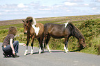 woman with Dartmoor Hill Ponies