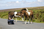 woman with Dartmoor Hill Ponies