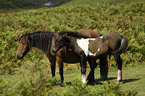 Dartmoor Hill Ponies