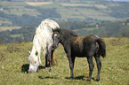 Dartmoor Hill Ponies