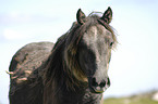 Dartmoor Hill Pony