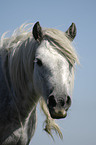 Dartmoor Hill Pony