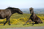 Dartmoor Hill Ponies