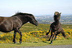 Dartmoor Hill Ponies