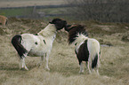 Dartmoor Ponies