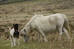 Dartmoor Ponies