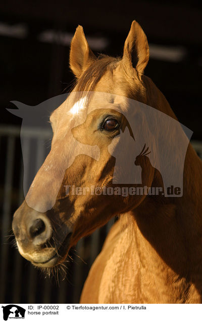 Portrait eines Don-Pferdes / horse portrait / IP-00002