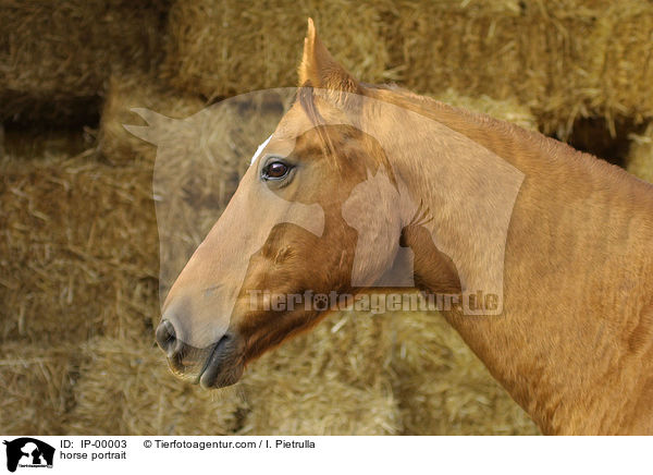 horse portrait / IP-00003