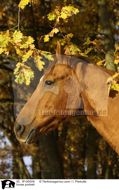 horse portrait / IP-00004
