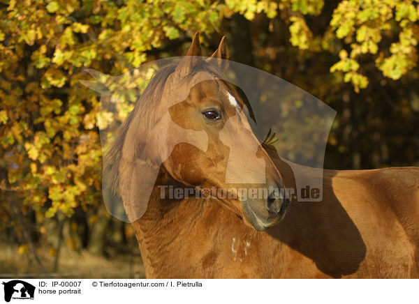 horse portrait / IP-00007
