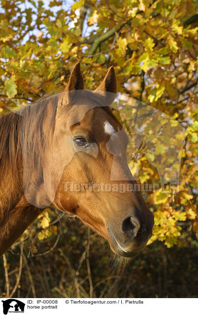 Portrait eines Don-Pferdes / horse portrait / IP-00008