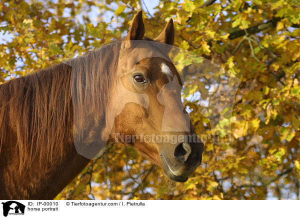 Portrait eines Don-Pferdes / horse portrait / IP-00010