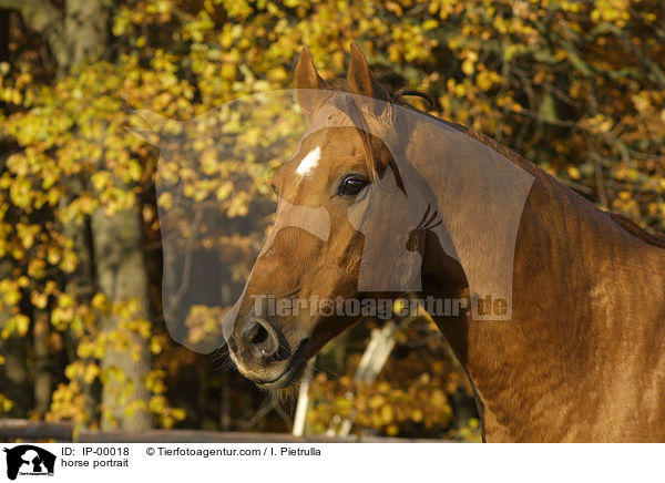 Portrait eines Don-Pferdes / horse portrait / IP-00018