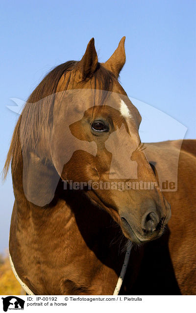 Portrait eines Don-Pferdes / portrait of a horse / IP-00192
