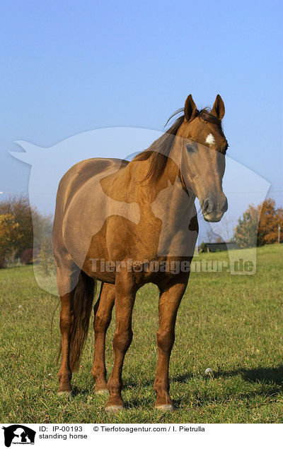 stehendes Don-Pferd / standing horse / IP-00193