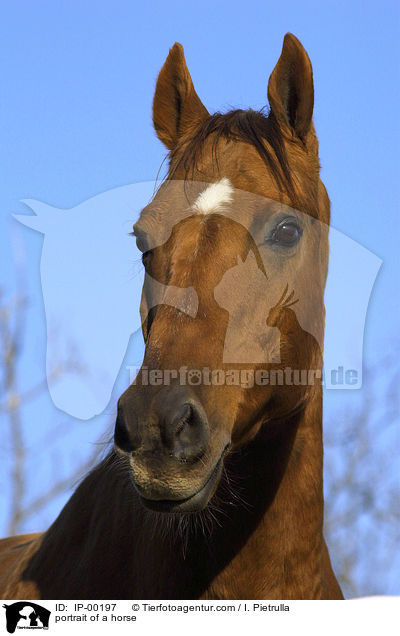 Portrait eines Don-Pferdes / portrait of a horse / IP-00197