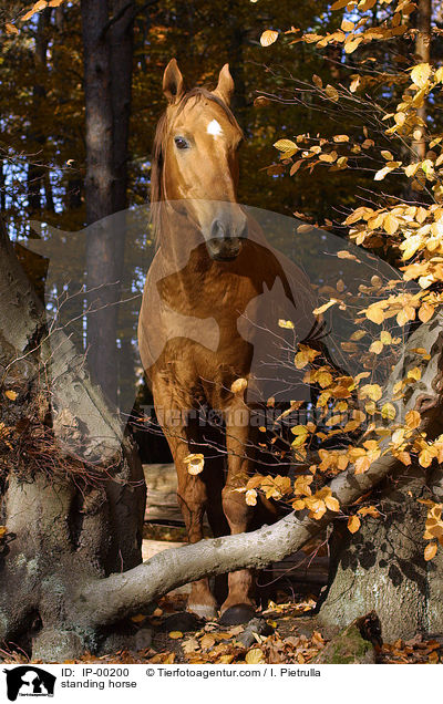 stehendes Don-Pferd / standing horse / IP-00200