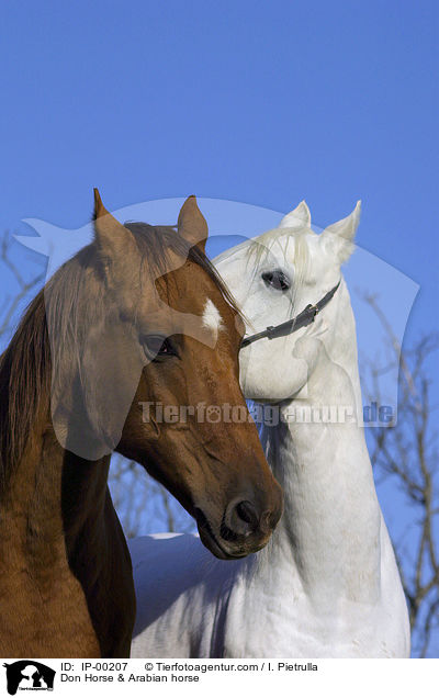 Don-Pferd & Araber / Don Horse & Arabian horse / IP-00207