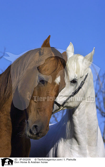 Don-Pferd & Araber / Don Horse & Arabian horse / IP-00208