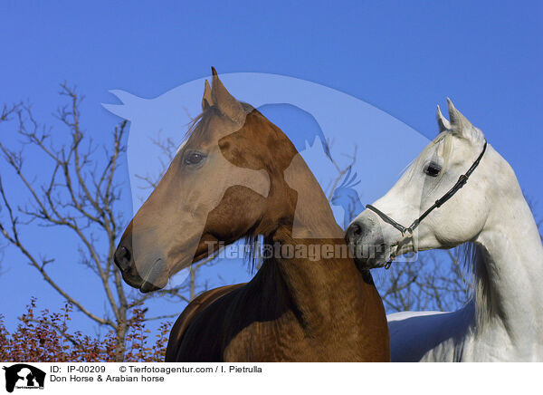 Don-Pferd & Araber / Don Horse & Arabian horse / IP-00209
