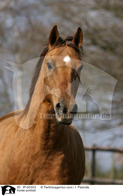 Portrait eines Don-Pferdes / horse portrait / IP-00303