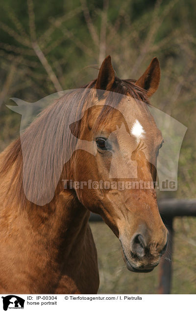 Portrait eines Don-Pferdes / horse portrait / IP-00304