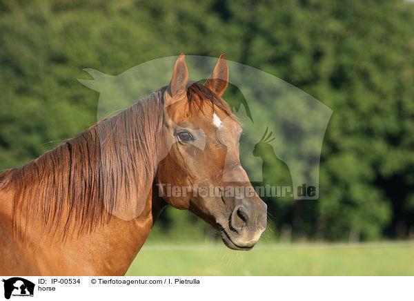 Portrait eines Don-Pferdes / horse / IP-00534