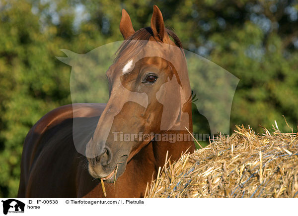 Portrait eines Don-Pferdes / horse / IP-00538