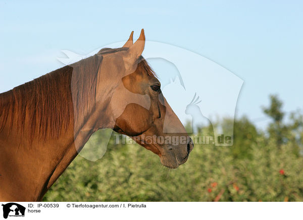 Portrait eines Don-Pferdes / horse / IP-00539