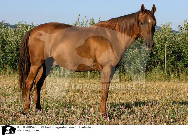 stehendes Don-Pferd / standing horse / IP-00540
