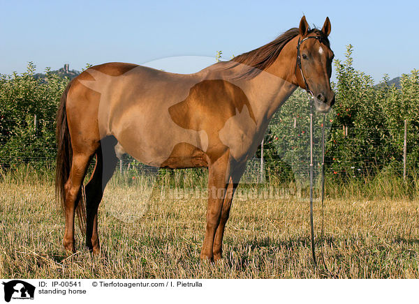 stehendes Don-Pferd / standing horse / IP-00541