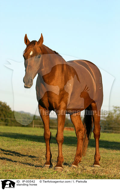 stehendes Don-Pferd / standing horse / IP-00542