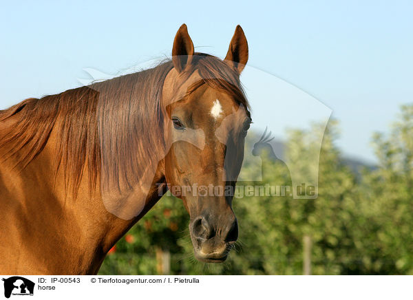 Portrait eines Don-Pferdes / horse / IP-00543