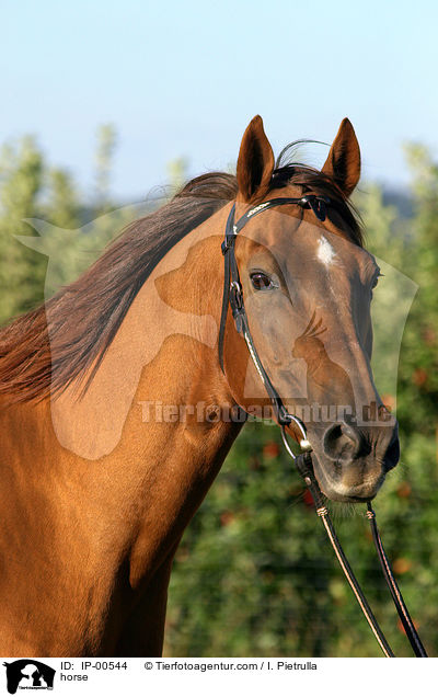 Portrait eines Don-Pferdes / horse / IP-00544