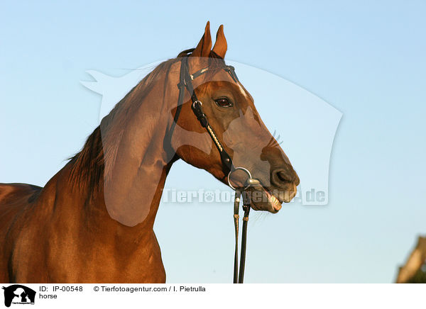 Portrait eines Don-Pferdes / horse / IP-00548