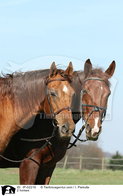 2 Pferde / 2 horses / IP-02216