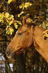 horse portrait