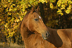 horse portrait