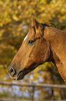 horse portrait