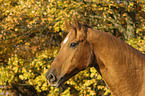 horse portrait